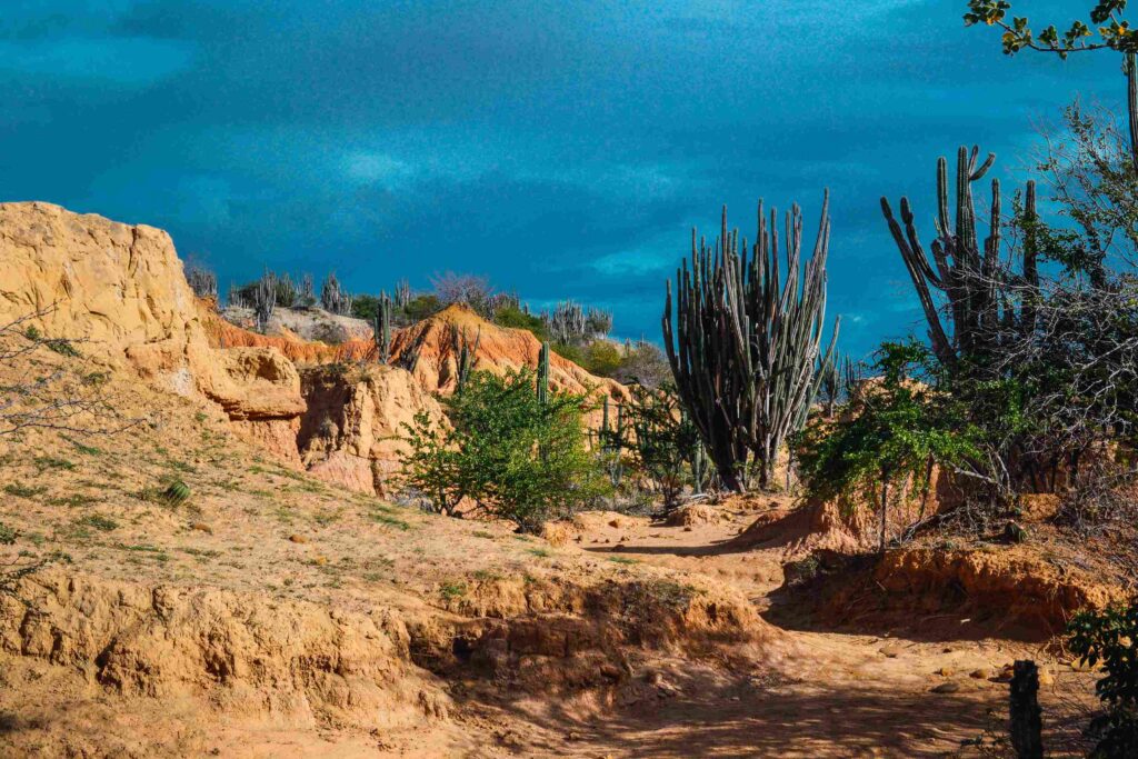 Peruvian Coastal Desert Flora